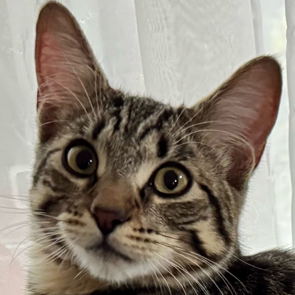 Meet your Posher, Earnest